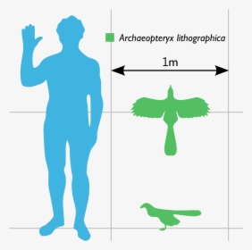 Archaeopteryx Compared To Human, HD Png Download, Transparent PNG