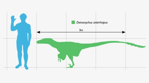 Deinonychus Compared To Human, HD Png Download, Transparent PNG