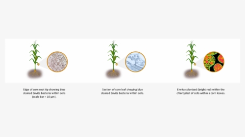 Transparent Corn Plant Png - Tree, Png Download, Transparent PNG