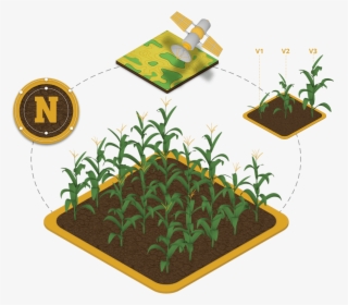 Transparent Corn Plant Png - Illustration, Png Download, Transparent PNG