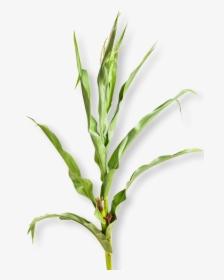 Corn Plant White Background , Png Download - Corn Plant White Background, Transparent Png, Transparent PNG