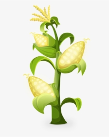 Yellow, Corn, Plants, Maize, Grains, Golden - Producer And Consumer Organisms, HD Png Download, Transparent PNG