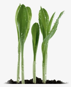 Corn Sprouts - Xanthan Gum Plant, HD Png Download, Transparent PNG