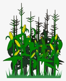 Corn, Svg, Vector - Pohon Jagung Animasi, HD Png Download, Transparent PNG