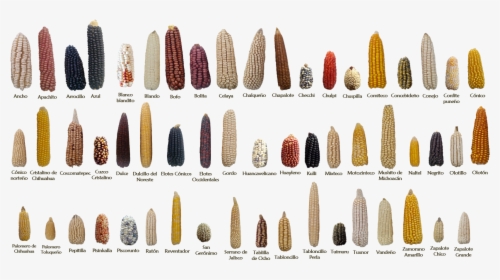 Examples Of Some Of The 59 Native Mexican Maize Landraces - Diversidad Genetica Del Maiz, HD Png Download, Transparent PNG