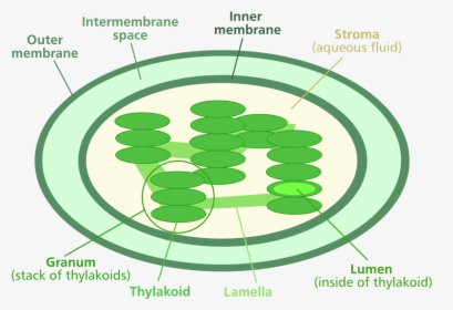 Chloroplast Png, Transparent Png, Transparent PNG
