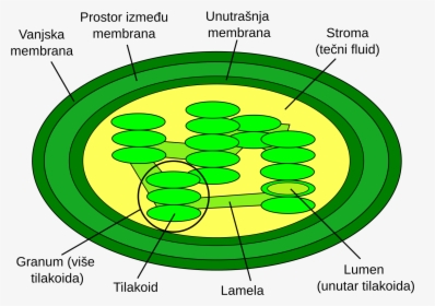 Structure Of Chloroplast, HD Png Download, Transparent PNG