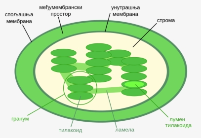 Thylakoid Space In Chloroplast , Png Download - Chloroplast Diagram, Transparent Png, Transparent PNG