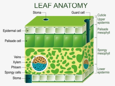 Transparent Chloroplast Png - Diagram Of A Leaf Structure, Png Download, Transparent PNG