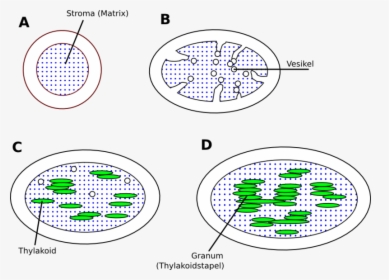 Chloroplast De - Circle, HD Png Download, Transparent PNG