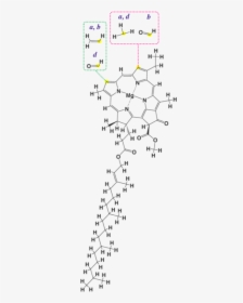 Structural Formula Of Chlorophyll, HD Png Download, Transparent PNG