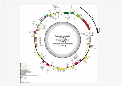 Chloroplast Genome Annotation Map For Taraxacum Kok-saghyz, - Cannabis Sativa Chloroplast Genome, HD Png Download, Transparent PNG
