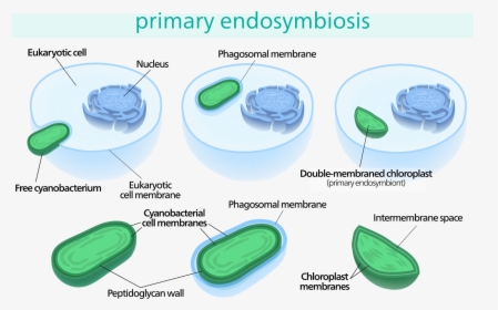 Chloroplast Endosymbiosis, HD Png Download, Transparent PNG