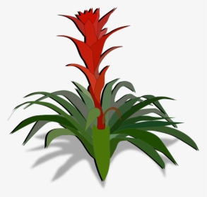 Png Download , Png Download - Bromeliad Clipart, Transparent Png, Transparent PNG