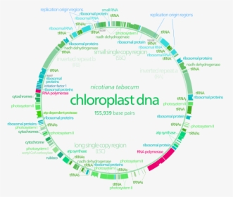 Mitochondrial Dna Vs Chloroplast Dna - Genome Organisation In Chloroplast, HD Png Download, Transparent PNG