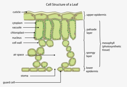 Cell Of A Leaf, HD Png Download, Transparent PNG