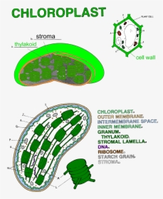 Diagram, HD Png Download, Transparent PNG