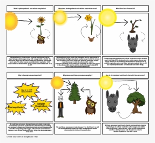 Respiration Of Animals And Plants Benefit Each Other, HD Png Download, Transparent PNG