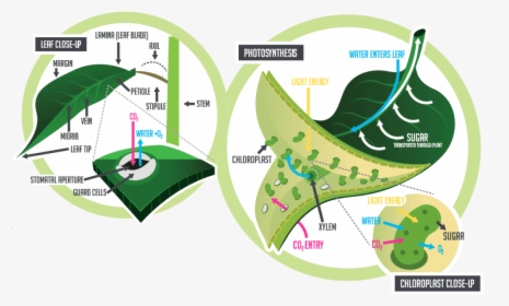 Physiology Of The Leaf, HD Png Download, Transparent PNG