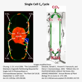 Scc4 Diagrams - Poster, HD Png Download, Transparent PNG