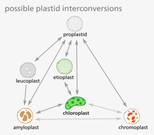 Plastid Development Cycle, HD Png Download, Transparent PNG