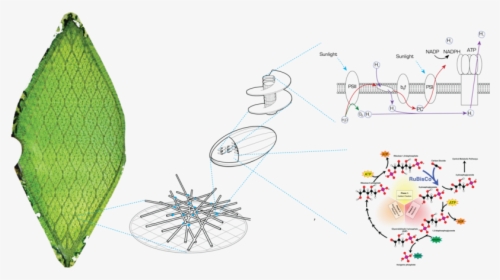 Chloroplast Png, Transparent Png, Transparent PNG