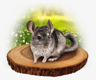 Mouse, HD Png Download, Transparent PNG