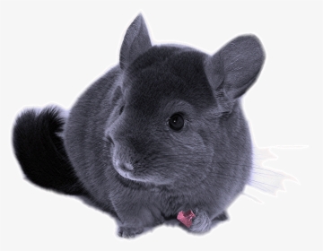 Transparent Chinchilla Png - Chinchilla Clear Background, Png Download, Transparent PNG