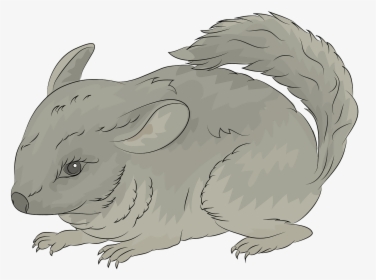 Chinchilla, HD Png Download, Transparent PNG