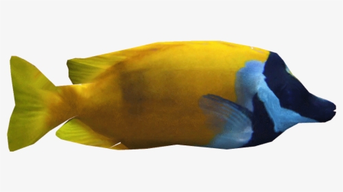 Foxfacerabbitfishdd - Transparent Fox Face Fish, HD Png Download, Transparent PNG