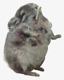 My Bb - Chinchilla, HD Png Download, Transparent PNG