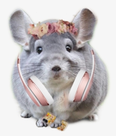 Chinchilla Who Loves Music - Cute Chinchillas, HD Png Download, Transparent PNG