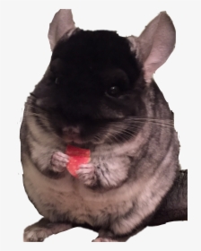 #chinchilla - Mouse, HD Png Download, Transparent PNG
