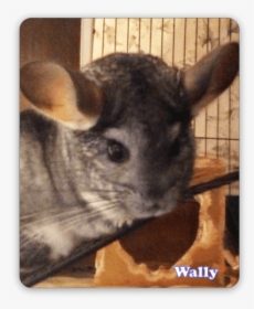 Chinchilla, HD Png Download, Transparent PNG