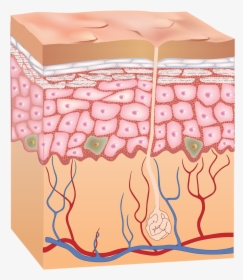 Cartoon Images Gallery For - Skin Cells, HD Png Download, Transparent PNG
