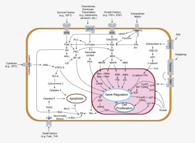 Signal Transduction V1, HD Png Download, Transparent PNG