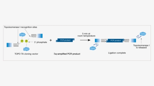 Topo Cloning Mechanism, HD Png Download, Transparent PNG