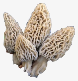 #morel #mushrooms #morelmushrooms #shrooms #nature - Morchella Deliciosa, HD Png Download, Transparent PNG
