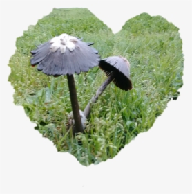 #shrooms #shroominlove #weekendvibes #loveshrooms #mushrooms - Grass, HD Png Download, Transparent PNG