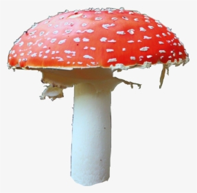 #mushroom #mushrooms #libertycap #shrooms #shroom #tripping - Mushroom, HD Png Download, Transparent PNG