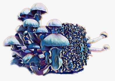 Agaricaceae, HD Png Download, Transparent PNG
