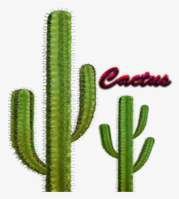 Cactus Images Png - Internal Structures Of Cactus, Transparent Png, Transparent PNG