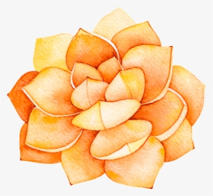 This Backgrounds Is Orange Flower Cartoon Transparent - Plantas Suculentas A Acuarela, HD Png Download, Transparent PNG