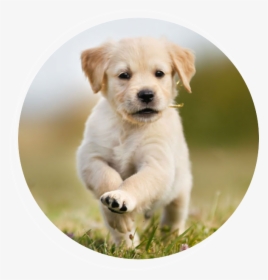 Lap Dog Puppies, HD Png Download, Transparent PNG