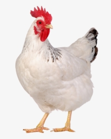 Chicken Animal, HD Png Download, Transparent PNG