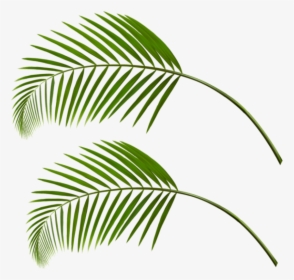 Palm Leaf Transparent - Palm Tree Leaves Png, Png Download, Transparent PNG
