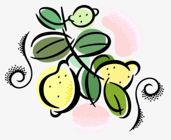 Vector Illustration Of Citrus Fruit Lemons Growing, HD Png Download, Transparent PNG
