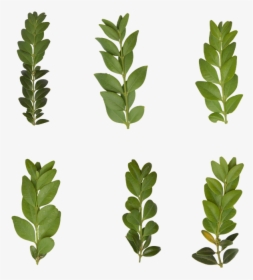 Leaf, Transparent, Plant, Green, Nature, Leaves - Gambel Oak, HD Png Download, Transparent PNG
