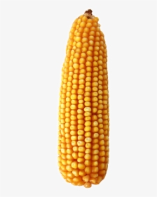 Maize , Png Download - Corn On The Cob, Transparent Png, Transparent PNG