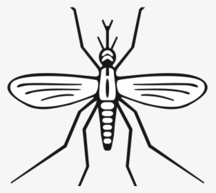 Mosquito Black And White Clipart, HD Png Download, Transparent PNG